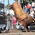 Local stock contractor’s bull chosen for PBR World Finals