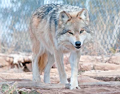 Zoo adds 2 new Mexican Grey Wolves