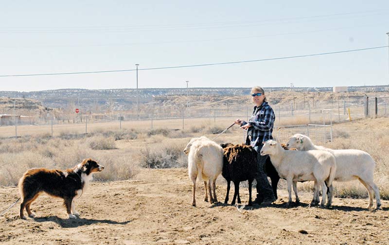 Dog trainer Shawna Davis works with her five-year-old Australian shepherd Gauge during a sheep dog demonstration at Navajo Technical University’s Veterinary Hospital last week. Davis used command works and a staff to keep Gauge in order. (Times photo – Shondiin Silversmith)