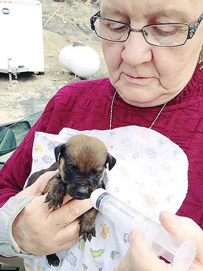 Darla Basamania of Sanders, who volunteers for several rescue organizations, feeds a two-week-old puppy whose mother was taken from an abandoned house by a well-meaning tourist who didn’t realize she was nursing pups. This pup did not survive, but his sibling did and is now being fostered. (Times photo — Cindy Yurth)