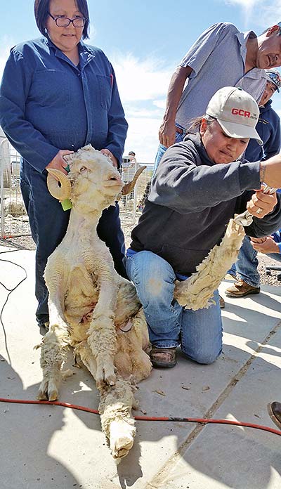 Juanita Garcia takes her shot at clipping a ram’s hoofs during the Navajo Technical University Sheep Workshop on May 2. (Times photo – Shondiin Silversmith)