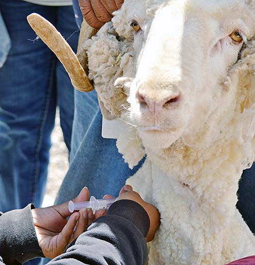 A participant at the Navajo Technical University Sheep Workshop, on May 2, jabs a needle into the neck of a ram to administer its vaccinations. (Times photo – Shondiin Silversmith)