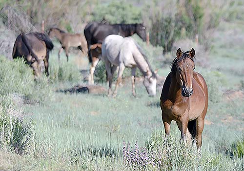 B&F Committee discusses feral horse problem
