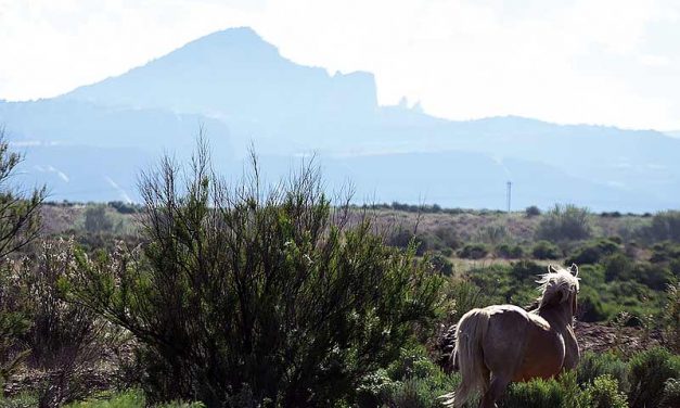 Shiprock looks to humane plan for feral horses
