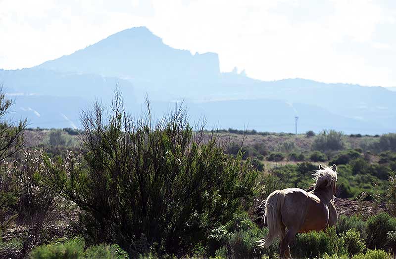 A horses gallops through the shrubs as the Pyramid Rock dominates the horizon on Sunday morning near Gallup. (Times photo – Donovan Quintero)