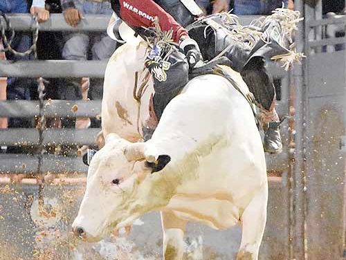 Tuba City bull rider continues hot streak, places fourth at Wild Thing