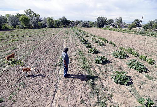 Shiprock farmer Earl Yazzie, who's been farming since he was a toddler, looks over his drying field Monday morning in Shiprock, N.M. Yazzie says he guesses he has about a three-window before his crops are destroyed from not being watered. (Times photo - Donovan Quintero)