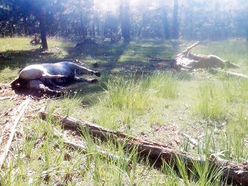 Officials investigate killing of 11 horses in Chooshgai Mountains