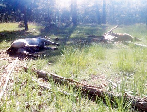 Officials investigate killing of 11 horses in Chooshgai Mountains