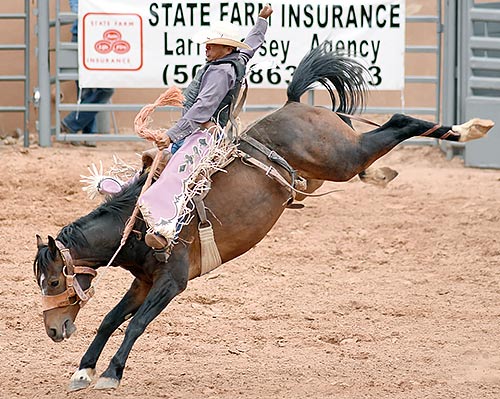 Saddle bronc rider Vince Tsosie from Waterflow, N.M., hangs on Saturday at Red Rock Park in Church Rock, N.M. Tsosie scored an 82-point ride and finished in first place. (Times photo – Donovan Quintero)