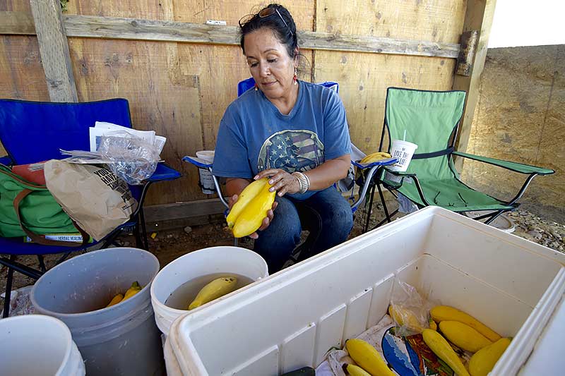 Sherrell Mesa moistures her squash at her sale booth Thursday in Hogback, N.M. EPA Administrator Gina McCarthy the EPA had set aside $500,000 to bring water to Navajo farmers along the San Juan. (Times photo - Donovan Quintero)