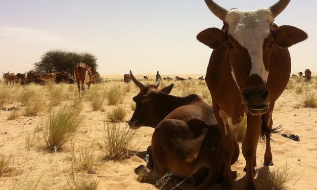 As cattle prices go up, so does cattle rustling