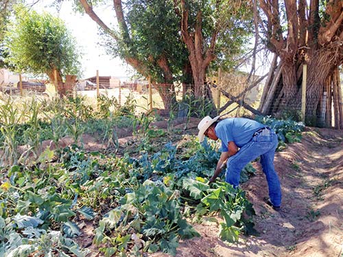 Navajo Times | Cindy Yurth Victor Clyde harvests the last of his summer squash crop at his demonstration farm Friday in Lukachukai. 