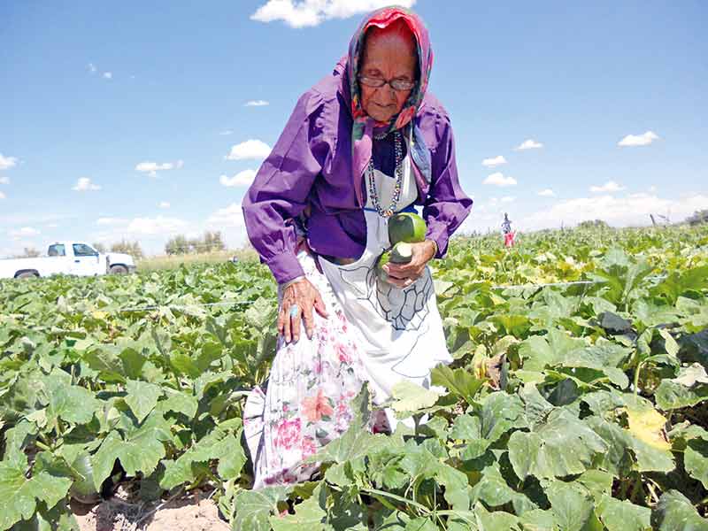 Krista Allen Navajo Times Betty Thompson Kelly, 90, picks squash from her farm plot of land at North Leupp Family Farm on Aug. 29, after the farm’s annual harvest festival. Kelly grew squash of various types, including crooked neck and zucchini.  