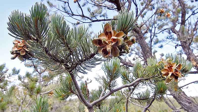Cones containing pinon nuts from a juniper tree sit high above pinon pickers on Sept. 16 near Cross Canyon, Ariz. 