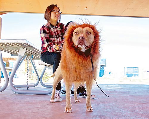 Halloween event held for dogs and owners to bond