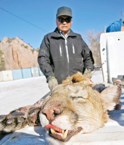 Navajo Times | Christopher S. Pineo Wildlife Conservation Enforcement Officer Larry Joe, 63, of Ship rock, lays out the hide of a female mountain lion on the tailgate of his truck parked at the Navajo Nation Department of Fish and Wildlife on Dec. 31.
