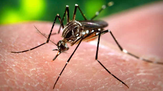 Mosquitos in San Juan Co. test positive for West Nile Virus