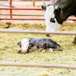 Diné officials review screwworm response plan after Texas cases