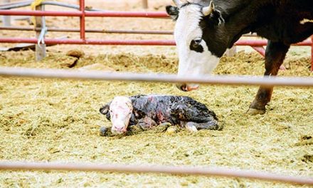 Diné officials review screwworm response plan after Texas cases