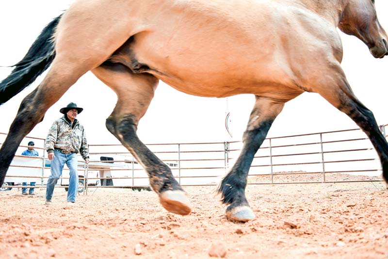 Navajo Times | Krista Allen Horseman Leland Grass, practitioner of natural horsemanship, demonstrates a horse gentling technique May 7, during an equine seminar in Narrow Canyon, Ariz.