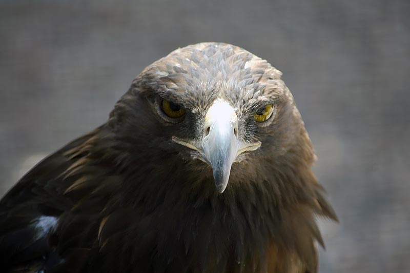 Navajo Times | Ravonelle Yazzie A golden eagle is perched on a rock in its new eagle aviary home in Window Rock at the Navajo Nation Zoo. 