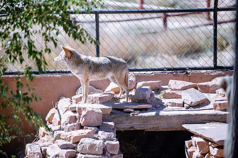 Navajo Times | Adron Gardner Lucky Sophia perches atop a sleeping den in the new má’ii habitat at the Navajo Nation Zoo Oct. 6. According to zookeepers, the new dwelling gives coyotes a better sense of security and awareness.