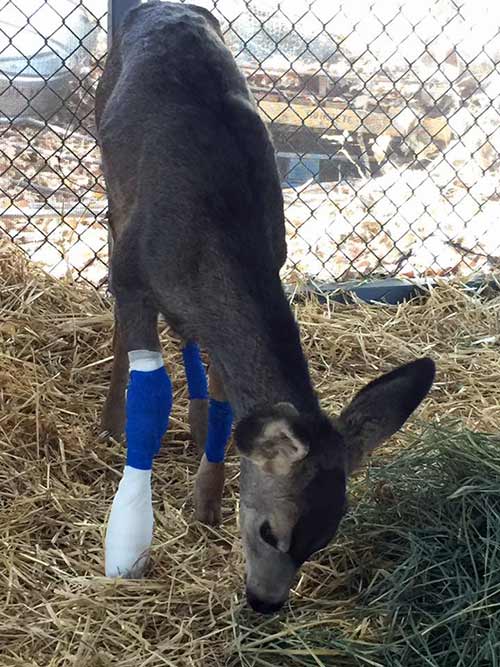 SUBMITTED | Navajo Nation Fish & Wildlife This orphaned and injured fawn is convalescing at the Navajo Nation Zoo.