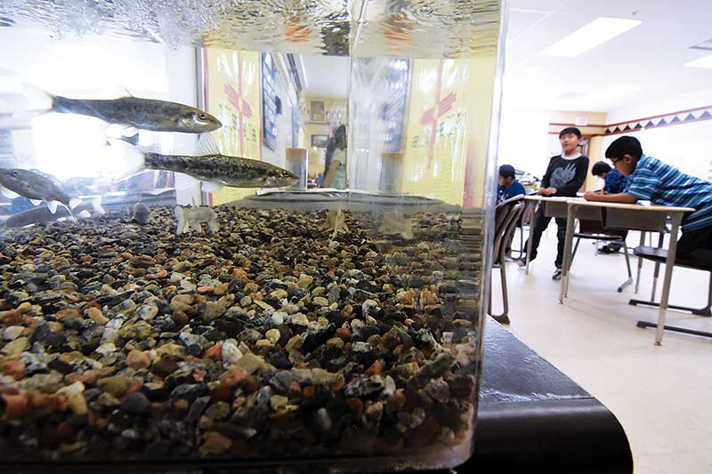 These fish really are in schools
