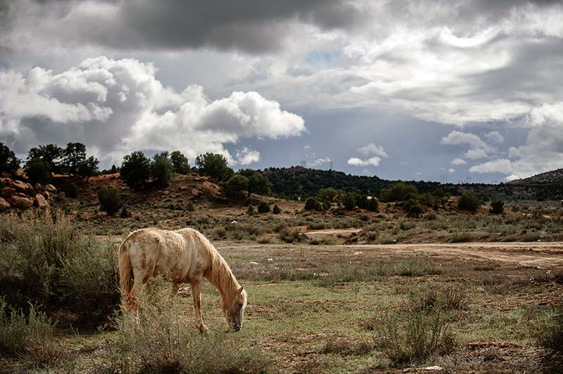 Fish and Wildlife may propose a horse hunt on the Navajo Nation