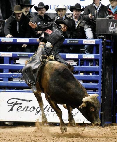 Black bull trying to buck off rider.