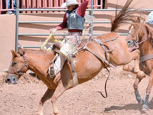 Consistency pays off for saddle bronc rider