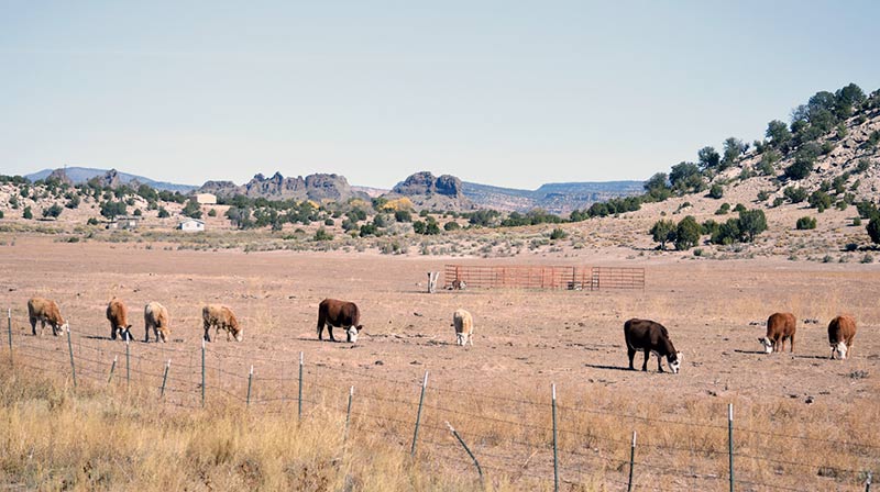 Dry pastures for grazing officials