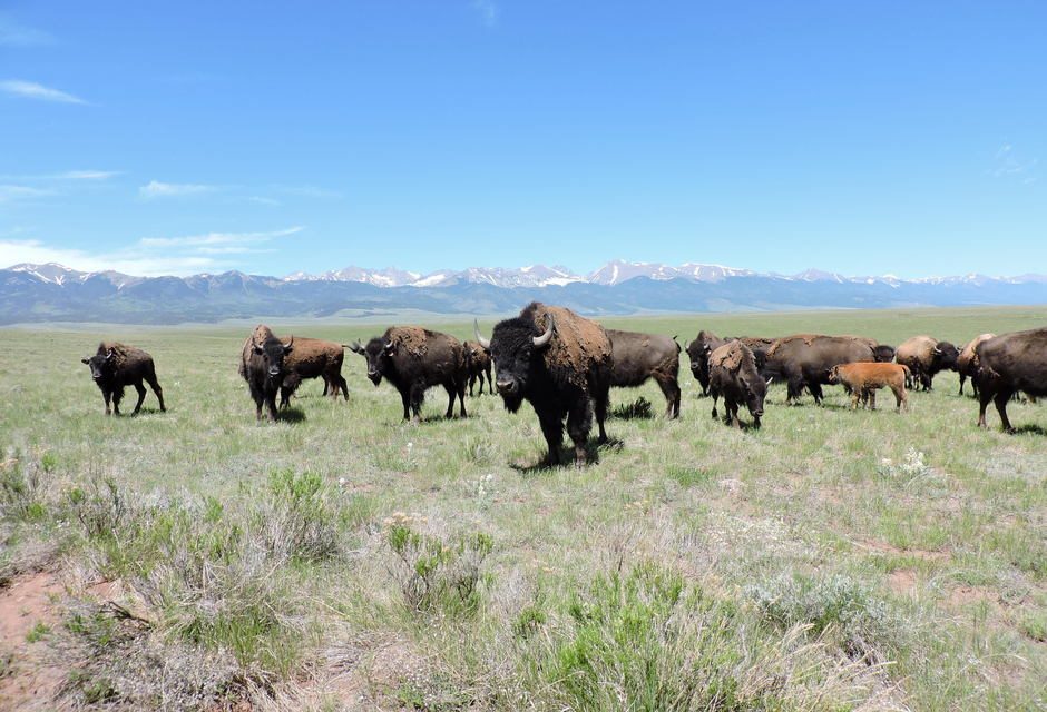 Letters: We need water, not ranch with bison