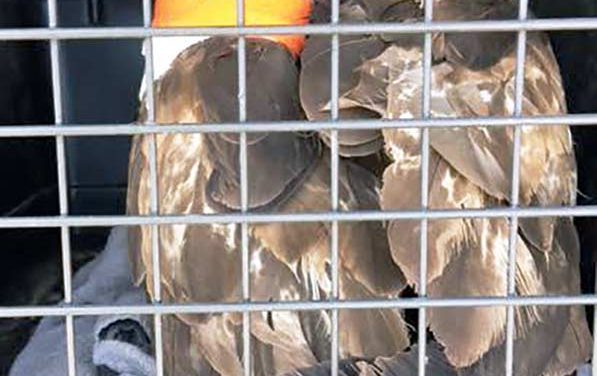 Eagle shootings at NAPI under investigation, reward offered