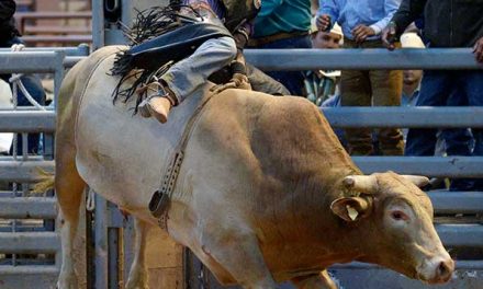 Crowd favorite, cowboy draw Wild Thing set for big show