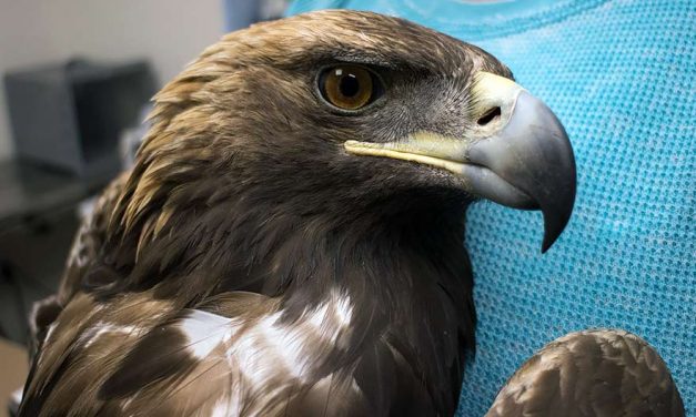 Golden eagle found shot and robbed of its tail feathers at NAPI farmland