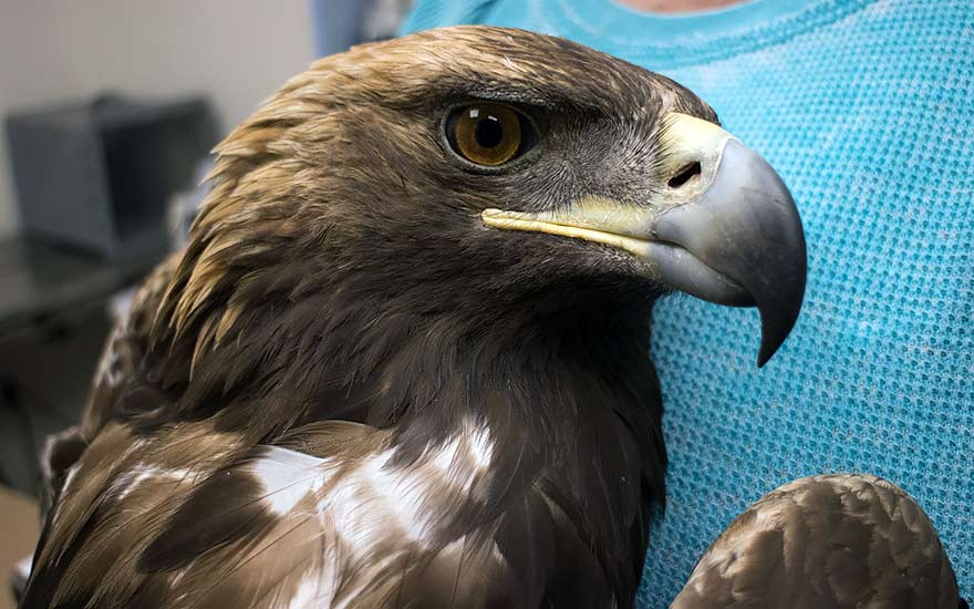 Golden eagle found shot and robbed of its tail feathers at NAPI farmland