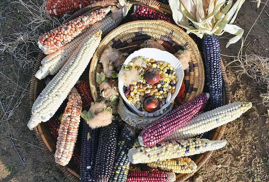 navajo corn