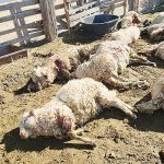 Roaming dogs kill 15 sheep in Hard Rock