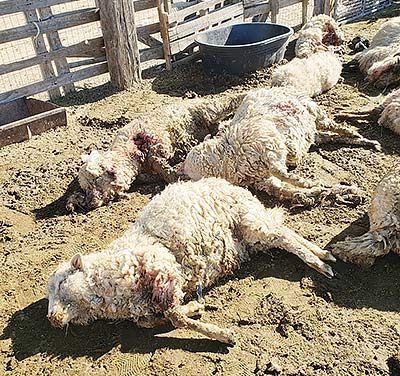 Roaming dogs kill 15 sheep in Hard Rock