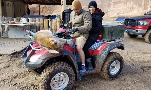 Family kills 3 cougars in Canyon de Chelly