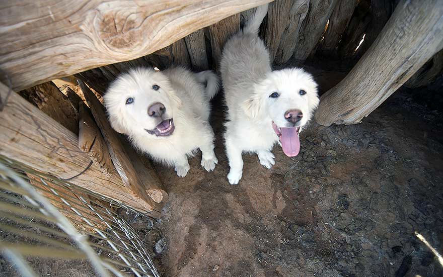 Sheepdogs for Shimá