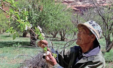 A fruitful legacy: In Canyon del Muerto, an unlikely orchardist keeps his heritage alive