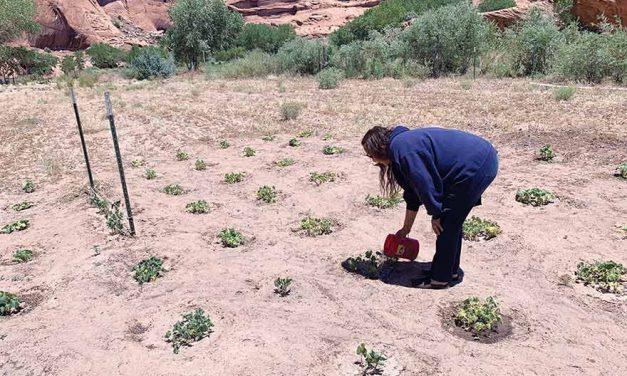 Few Diné farmers eligible for debt relief