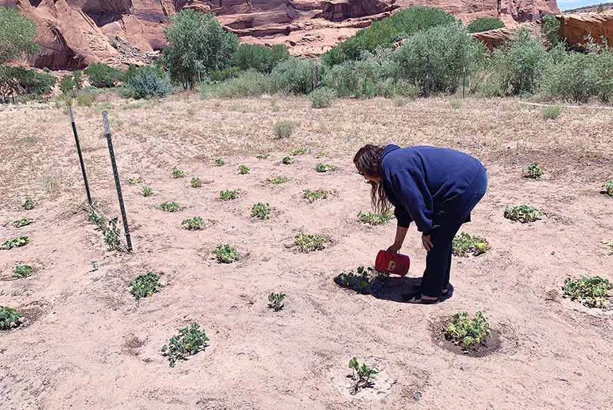 From feast to famine:  Canyon de Chelly farmers say they can’t access stored water