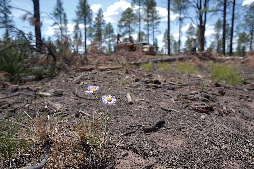 Fire: taker, giver of life for mountains, forests