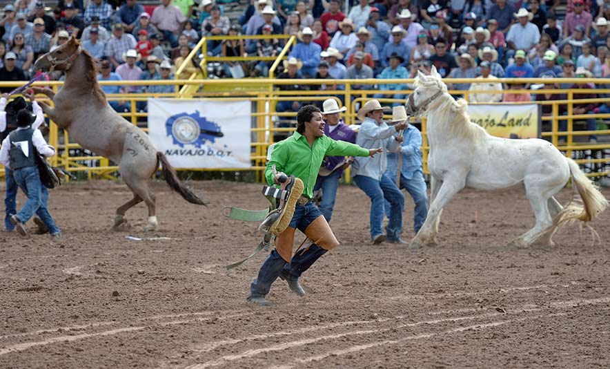 Equines come out on top in wild horse race