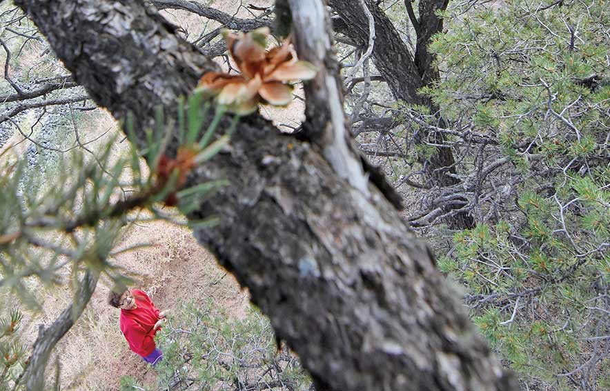 No piñons:  Beetles, drought, dying trees cause no crop this fall