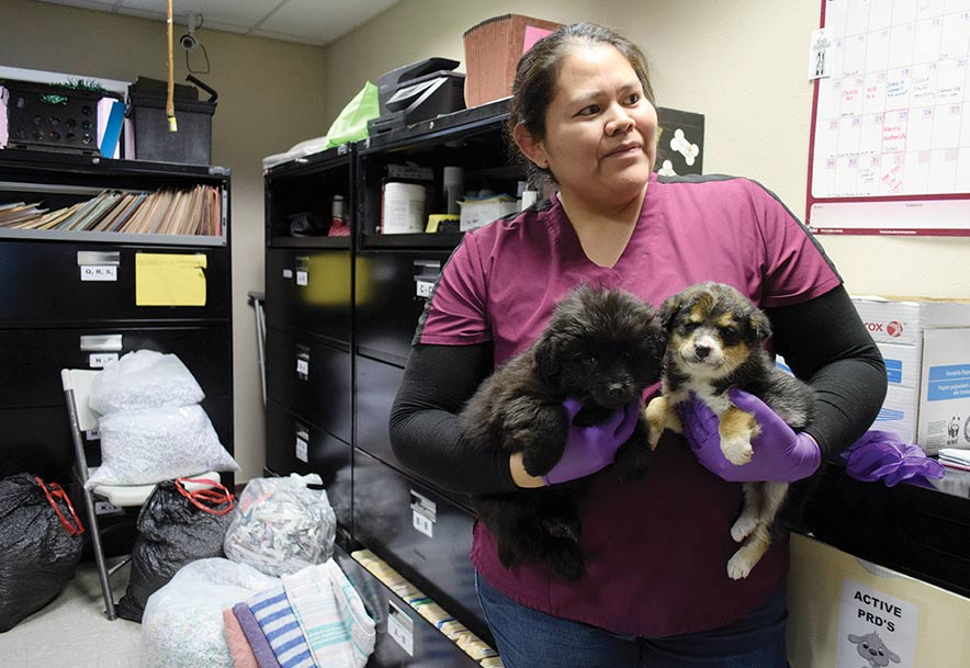 Navajo vet program finding homes for pups, kittens